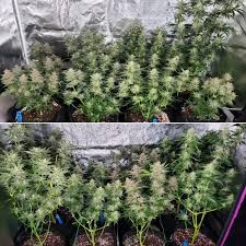 Led vs hps grow lights: Viparspectra Leds Vs Hps Grow Journal 1 Pound Harvest Grow Weed Easy