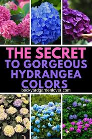 This will help to raise the ph. How To Change Hydrangea Colors Pink Blue Purple