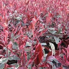 Photinia Planting Pruning And Advice On Caring For Them