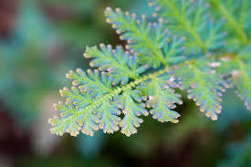 Image result for Selaginella kraussiana