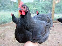 Typically, the jersey giant is a big bird with the females weighing about 11 pounds while the males can hit up to 15 pounds. Jersey Giants Bird Pasteurinstituteindia Com