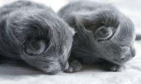 Nebelung Kittens So Cute Nebelung Cat Tiny Cats Nebelung