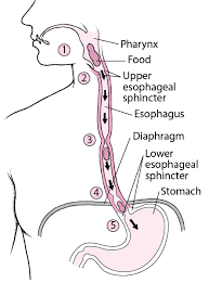 That it would be that rapidly acting, i have a hard time believing it, but it is a trick. Abnormal Propulsion Of Food Digestive Disorders Msd Manual Consumer Version
