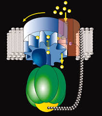Profile of George Oster