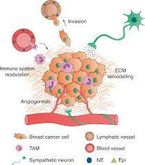 Sympathetic Activity In Breast Cancer And Metastasis Partners In Crime Bone Research