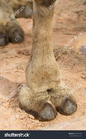 Camel Toe ภาพสต็อก 207331639 | Shutterstock
