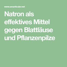 Natron Als Effektives Mittel Gegen Blattlause Und Pflanzenpilze Pflanzen Mittel Gegen Blattlause Pflanzenschadlinge