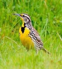 Today is national bird day. Western Meadowlark Wikipedia