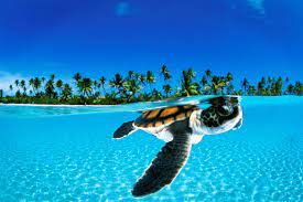 10 finest and newest cute animal desktop backgrounds for desktop computer with full hd 1080p (1920 × 1080) free download. Underwater High Resolution Desktop Backgrounds 1080p Wallpaper Hdwallpaper Desktop Animal Wallpaper Turtle Wallpaper Wild Animal Wallpaper