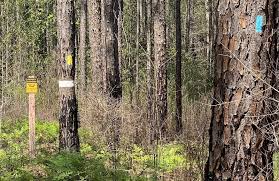 Wiregrass Trail from Hurricane Lake to Florida Trail Terminus, Florida