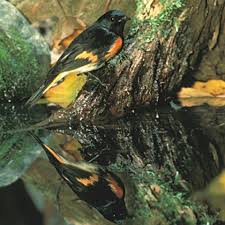 Image result for Rutidea orientalis