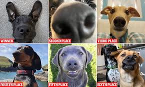 Adorable Great Dane Pup Called Hector Wins Canine Selfie Competition Daily Mail Online