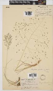 Image result for Lycopodiella sarcocaulon