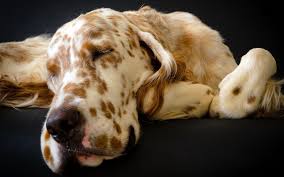 Great Dane And English Setter Mix