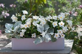 Image result for dipladenie amonea