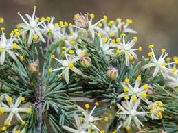 Image result for Asparagus suaveolens