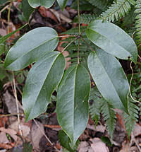 ムベ Stauntonia Hexaphylla アケビ科 Lardizabalaceae ムベ属 三河の植物観察