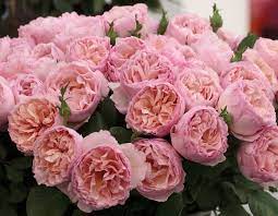 Maybe you would like to learn more about one of these? Princesse Charlene De Monaco Star Roses And Plants