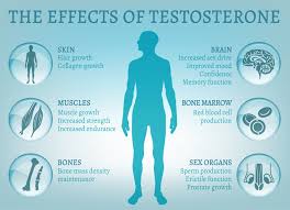 They are also one of the factors to be blamed for hair loss. 10 Testosterone Truths Sex Drive Baldness Why Women Need It And The Manopause South China Morning Post