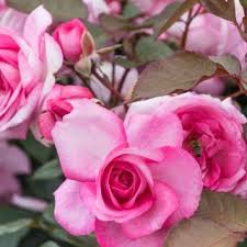 Rose Eliza Rosa Eliza Gunstig Online Kaufen Rosa Blute Rosen Rosa