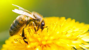 This is a list of crop plants pollinated by bees along with how much crop yield is improved by bee pollination. Supply Chains At Risk As Pollinators Die Out Environment All Topics From Climate Change To Conservation Dw 13 04 2018