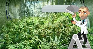 You can use wire shelves to make the collection rack in your indoor grow room. How To Setup A Low Budget Grow Room Weed News And Updates