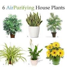 6 House Plants That Clean Your Air Positivemed Air Purifying House Plants Plants Home Air Purifier