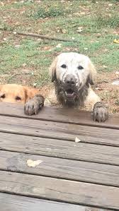 White english golden retrievers located in alabama. Alabama Golden Retrievers Facebook