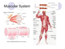 This causes pain in one or sometimes multiple muscles. Muscular System How Muscles Move Muscle Knows No Direction It Just Shortens So When A Muscle Contracts One End Of The Joint Moves Toward The Other Ppt Download