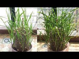 油桶种大蒜原来这么简单 不用肥 也能满盆旺盛 种一次可以吃好几茬 youtube diy mask plants diy