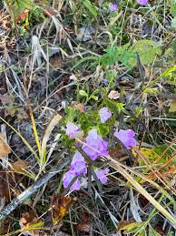 Image result for Alvesia cylindricalyx