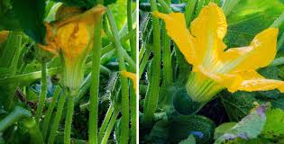 Check spelling or type a new query. Come E Quando Raccogliere Fiori Di Zucca E Zucchina
