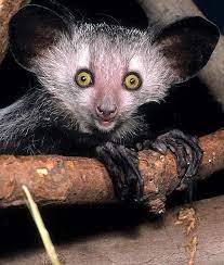 Aye Aye Lemur Worlds Cutest Animals Unusual Animals Aye Aye