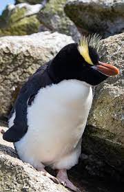 It can be better, so please edit it so it can be ranked higher. Erect Crested Penguin Wikipedia