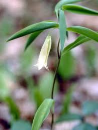 Image result for Clutia sessilifolia