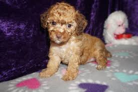 The maltipoo is a small dog, even as an adult, so its weight will range between 5 and 12 pounds. Maltipoo Pups Ready Jan 2019 Tlc Puppy Love