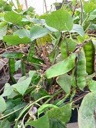 Image result for Dolichos