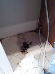 Still have ants around but they don't spray the lawn, just around the house. West Florida Termite And Pest Control Posts Facebook