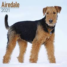 Maybe you would like to learn more about one of these? Airedale Terrier Calendar 2021 At Calendar Club