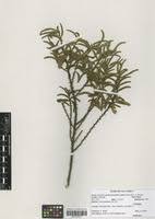 Image result for Kotschya aeschynomenoides