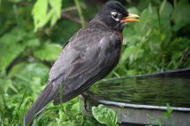 It is closely related to the south island robin (p. Door To Nature Robins In Winter Door County Pulse