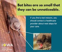 Image result for Bat Bite