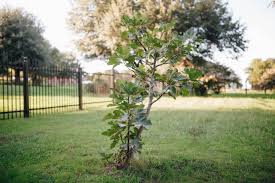 'acoma' is a highly recommended variety. 10 Great Trees For Small Yards