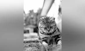 Goodreads helps you keep track of books you want to read. Jep Kucing Selebriti Sudah Tiada