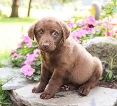 Sire, hobson, has proven himself, recently siring a litter of 10, to margaret wedgwood's uk import rose. Raine Chesapeake Bay Retriever Puppy For Sale In Welsboro Pa Happy Valentines Day Happyvalentinesday2016i