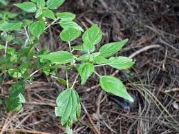 Image result for Parietaria debilis