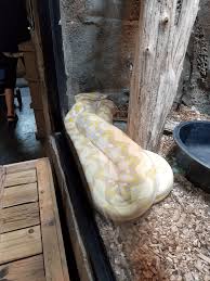 Rainforest Adventures Discovery Zoo Sevierville Tn Tripster