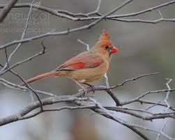 Gray Birds That Look Like Cardinals Bird Photography Cardinal Photograph Red And Gray Print Animal Photography Female Cardinal Wall Art Nature Picture Cute Bird Decor Animal Photography Bird Prints Nature Photography