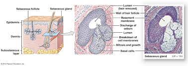 Pin On Anatomy 001