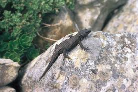 Lizard Reptile Britannica